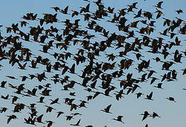 Glossy Ibis