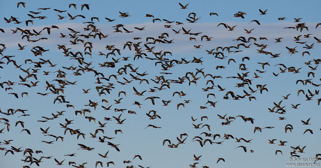 Ibis falcinelleadulte