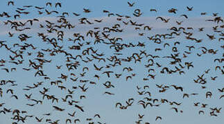 Glossy Ibis