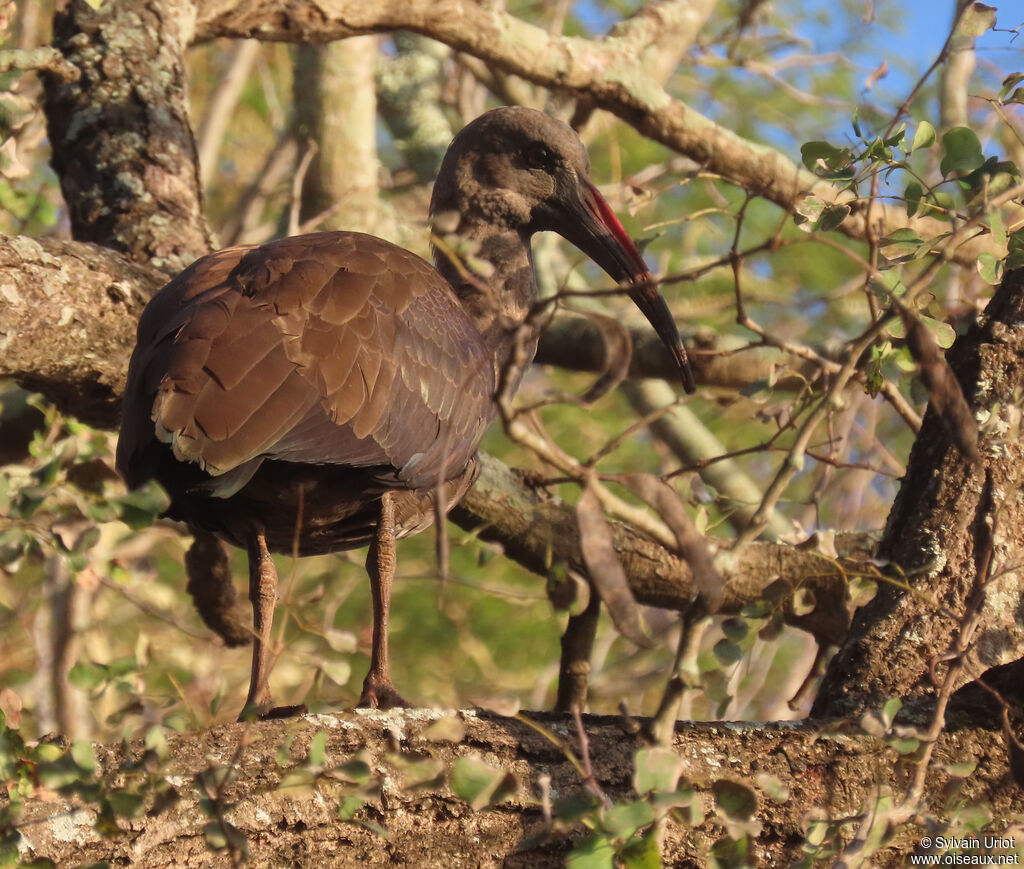 Ibis hagedashadulte