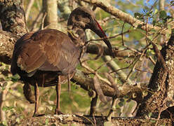 Hadada Ibis