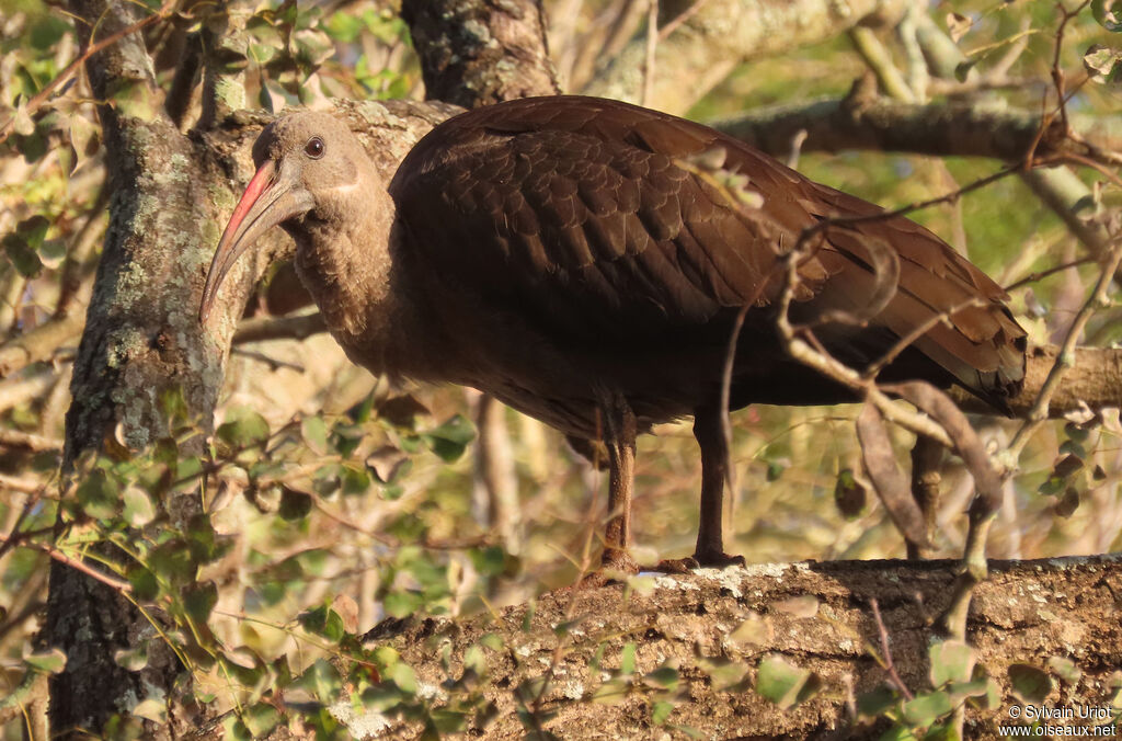 Ibis hagedashadulte