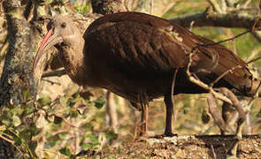 Hadada Ibis