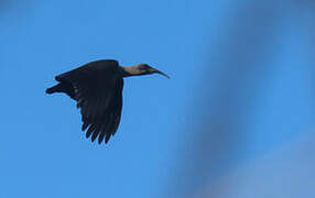 Hadada Ibis