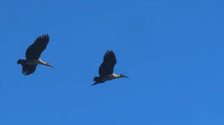 Hadada Ibis