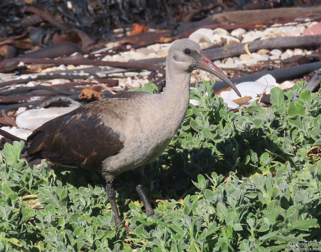 Ibis hagedashadulte