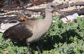 Hadada Ibis