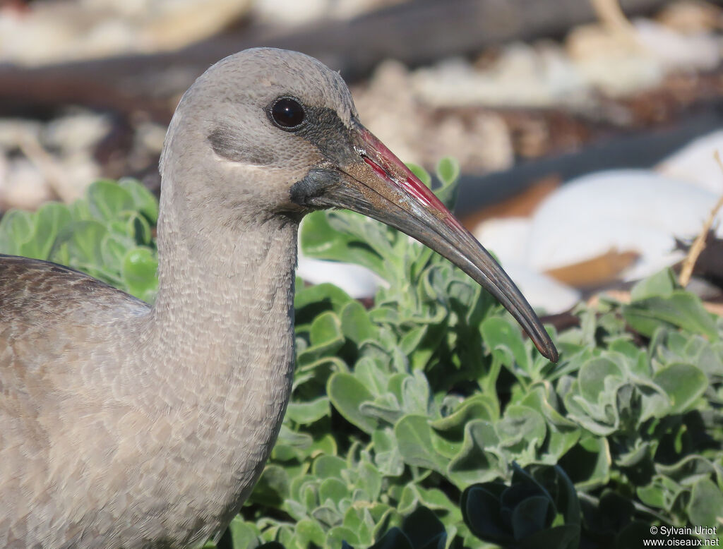 Ibis hagedashadulte