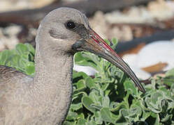 Hadada Ibis