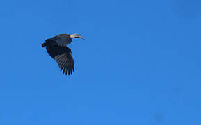 Hadada Ibis