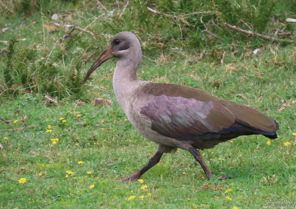 Ibis hagedashadulte