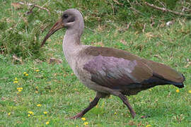 Hadada Ibis