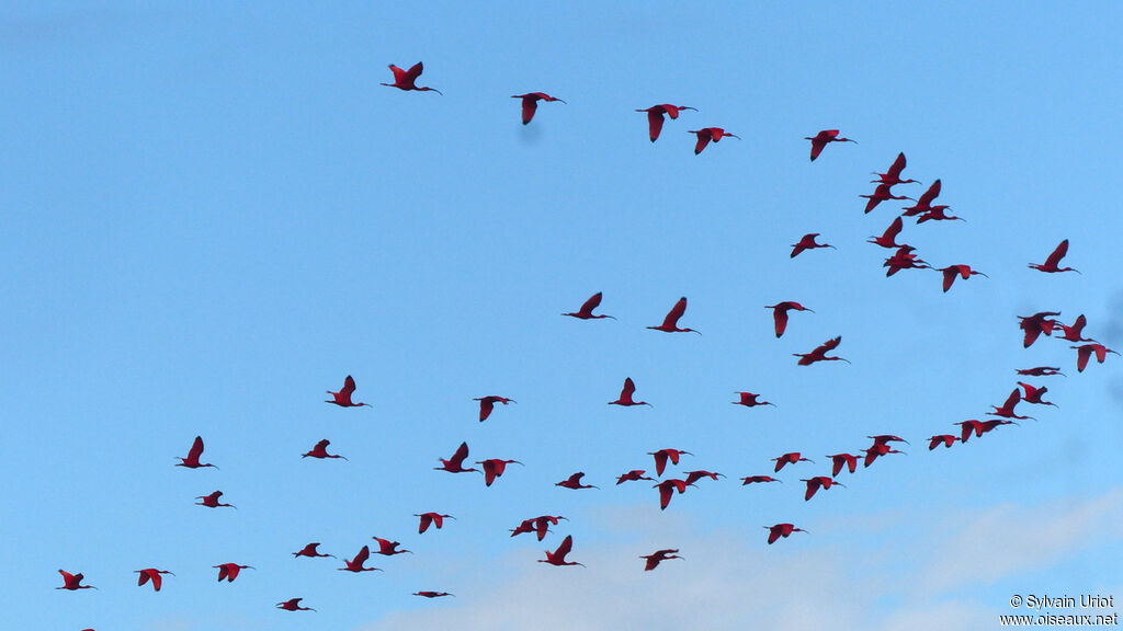 Scarlet Ibis