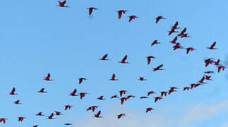 Scarlet Ibis