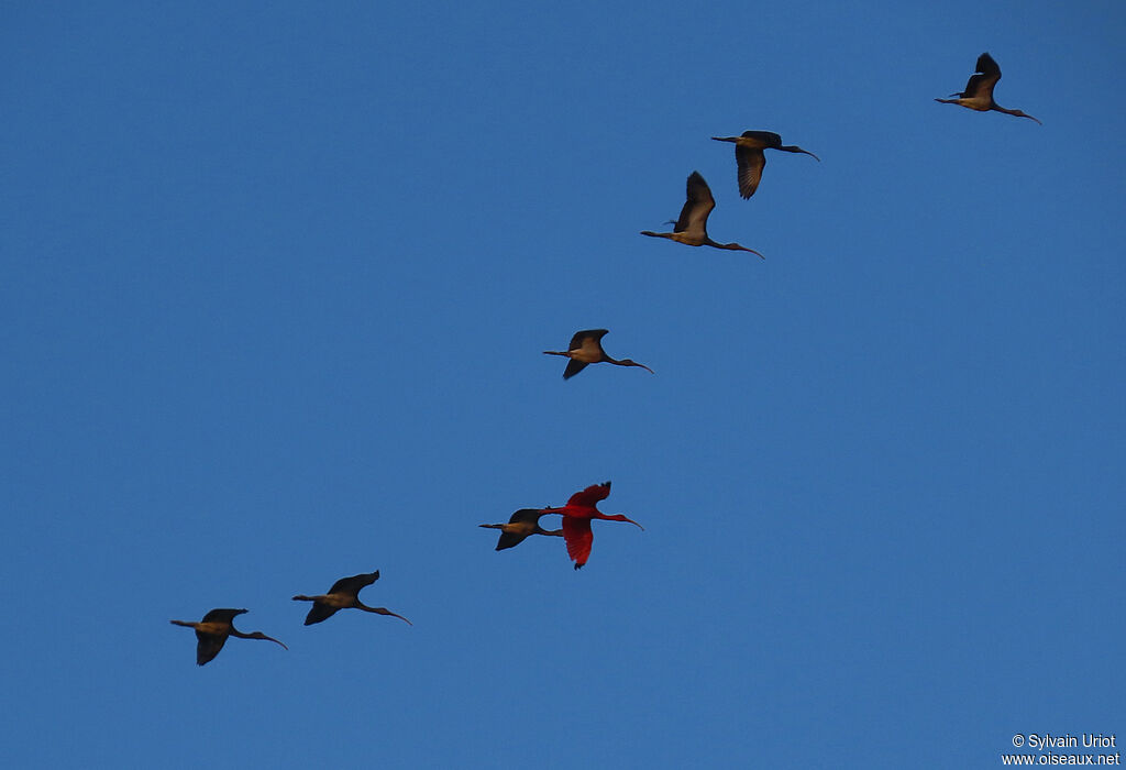 Ibis rougejuvénile