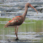 Ibis rouge
