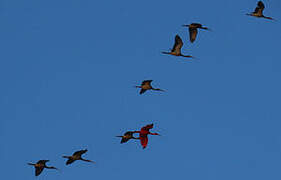 Scarlet Ibis