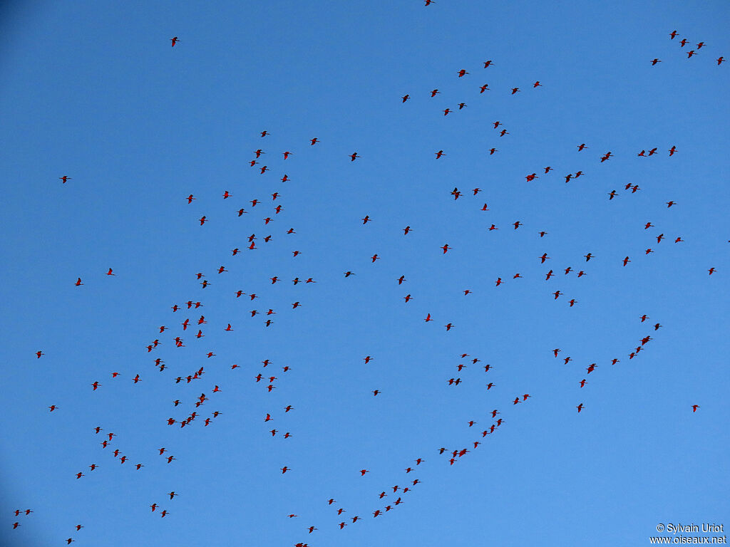 Ibis rougeadulte