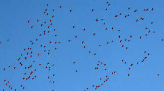 Scarlet Ibis