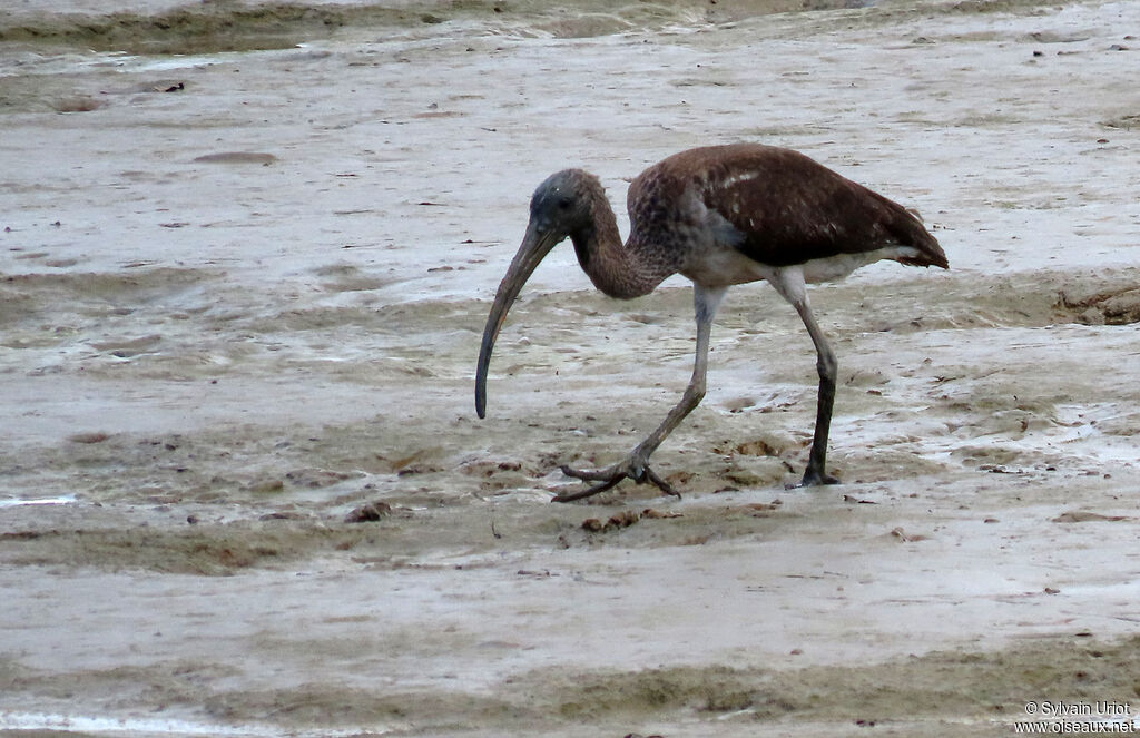 Scarlet Ibisjuvenile