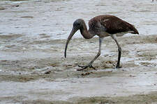 Ibis rouge