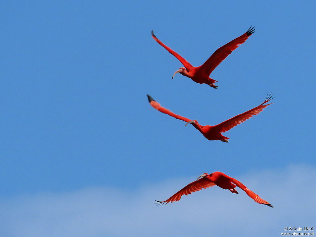 Ibis rougeadulte