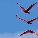 Ibis rouge
