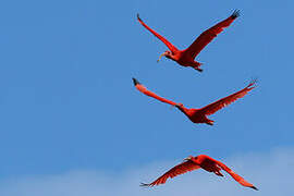 Scarlet Ibis