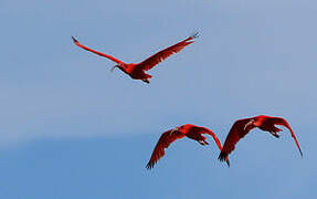 Scarlet Ibis