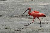 Ibis rouge