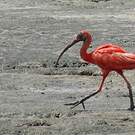 Ibis rouge