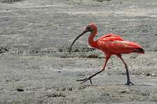 Ibis rouge