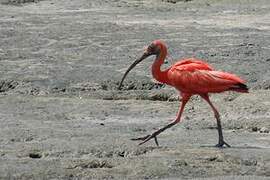 Scarlet Ibis