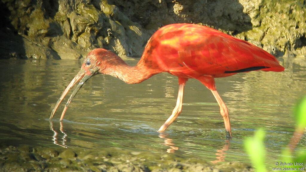 Ibis rougeadulte