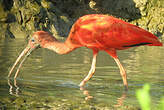 Ibis rouge