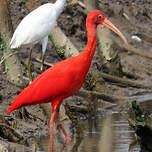 Ibis rouge