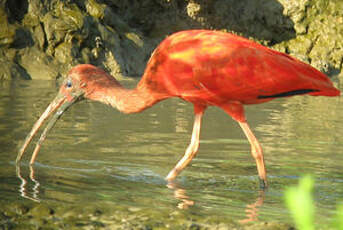 Ibis rouge