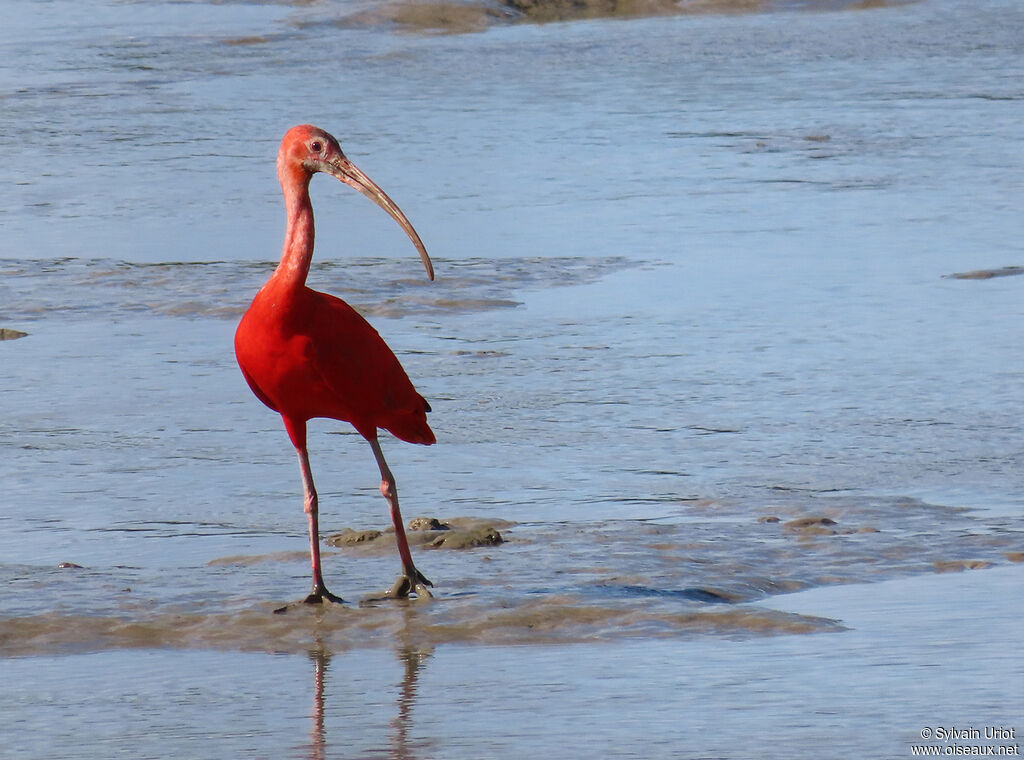 Ibis rougeadulte