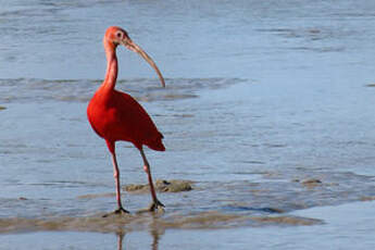 Ibis rouge