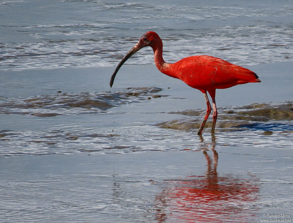 Ibis rougeadulte