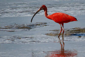 Ibis rouge