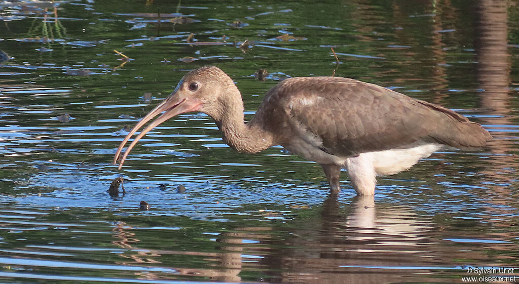 Ibis rougejuvénile