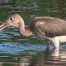 Ibis rouge