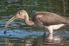 Ibis rouge