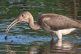 Scarlet Ibis