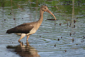 Ibis rouge