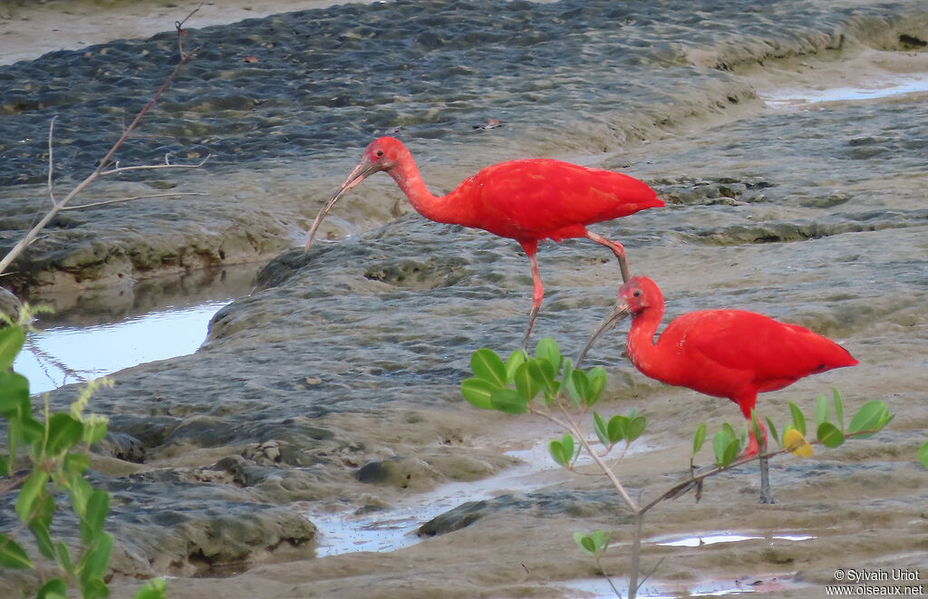 Ibis rougeadulte