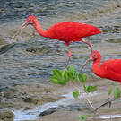 Ibis rouge