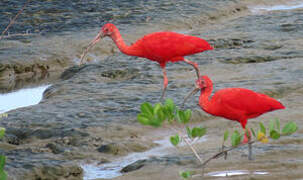 Scarlet Ibis