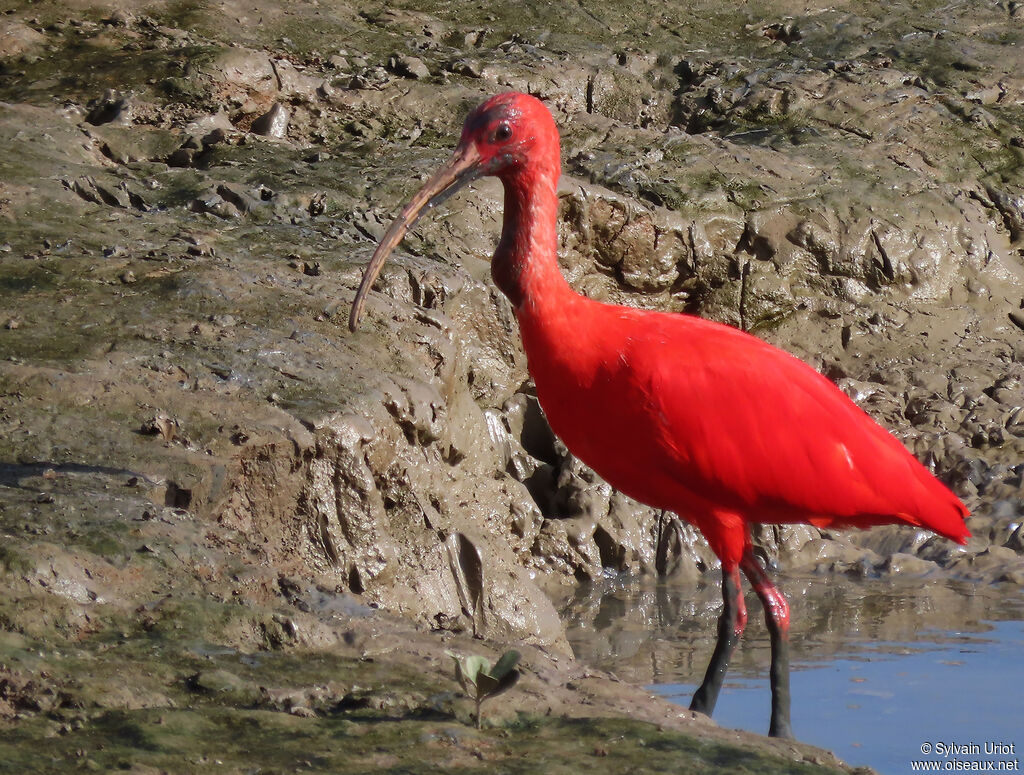 Ibis rougeadulte